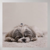 Poster Shih tzu Sleeping, Chien Sleeping