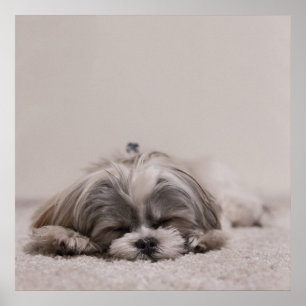 Poster Shih tzu Sleeping, Chien Sleeping