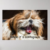 Poster Shih tzu yawning laughing smile text customize (Devant)