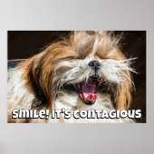 Poster Shih tzu yawning laughing smile text customize (Devant)