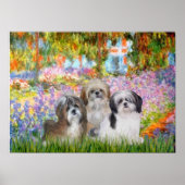Poster Shih Tzus (trois) - Jardin (Devant)