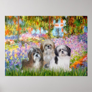 Poster Shih Tzus (trois) - Jardin