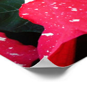 Poster Shimmer Star Surprise Poinsettia vacances Florale (Coin)