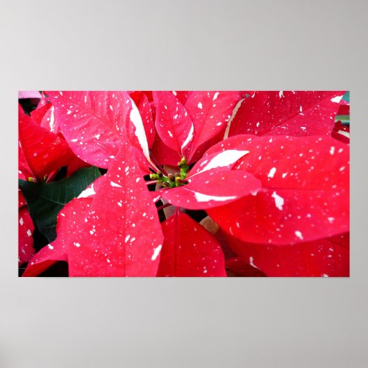 Poster Shimmer Star Surprise Poinsettia vacances Florale (Devant)