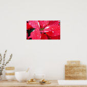 Poster Shimmer Star Surprise Poinsettia vacances Florale (Cuisine)