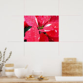 Poster Shimmer Star Surprise Poinsettia vacances Florale (Cuisine)