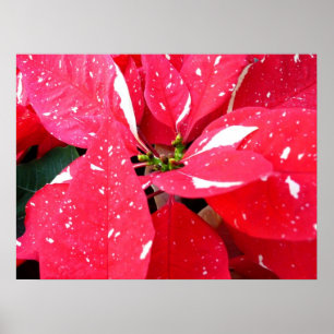 Poster Shimmer Star Surprise Poinsettia vacances Florale