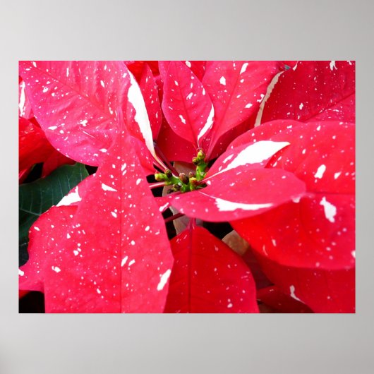 Poster Shimmer Star Surprise Poinsettia vacances Florale (Devant)