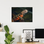 Poster Shinisaurus crocodile (Bureau à domicile)