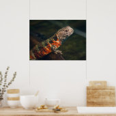 Poster Shinisaurus crocodile (Cuisine)