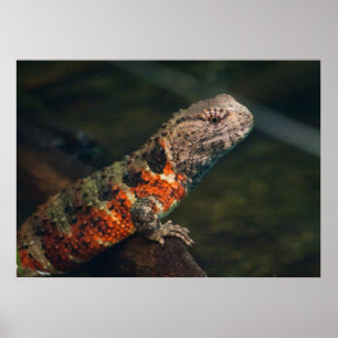 Poster Shinisaurus crocodile