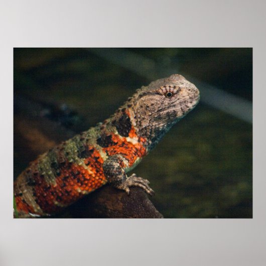 Poster Shinisaurus crocodile (Devant)