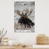 Poster Shiras Bull Moose 2 (Cuisine)