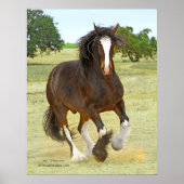 Poster Shire Galloping (Devant)
