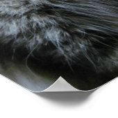 Poster Shocked Kitty Loves Painting (Coin)