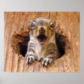 Poster Shocked Squirrel (Devant)