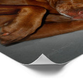 Poster Shop Chocolate Lab Pit Mix Chien (Coin)