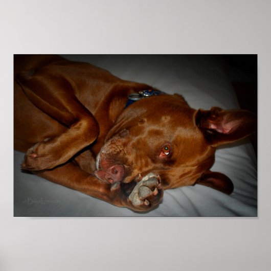 Poster Shop Chocolate Lab Pit Mix Chien (Devant)
