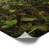 Poster Shores Acres State Park, Oregon Coast (Coin)