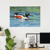 Poster Shoveler Duck (Bureau à domicile)