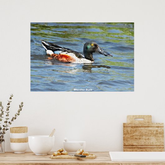 Poster Shoveler Duck (Cuisine)