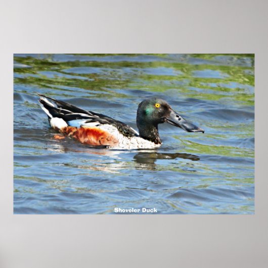 Poster Shoveler Duck (Devant)