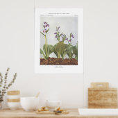 Poster Showy Orchis - Galeorchis spectabilis (Cuisine)