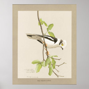 Poster Shrike du casque du Nil