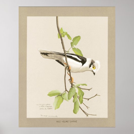 Poster Shrike du casque du Nil (Devant)