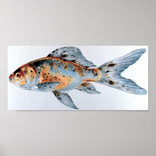 Poster Shubunkin goldfish Portfolio