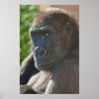 Shufai du zoo de Twycross