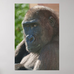 Poster Shufai du zoo de Twycross