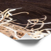 Poster Shufai le Gorilla Basking au soleil (Coin)