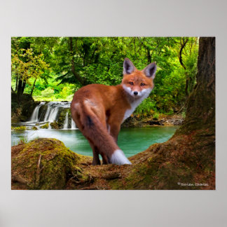 Poster "Shy Little Vixen"