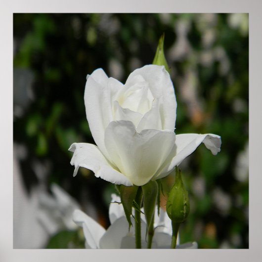 Poster Si pure... (Devant)