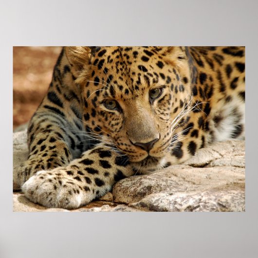 Poster Si Seulement...Je Pouvais Être Sauvé (Devant)