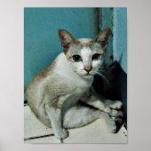 Poster Siamese Chat Friend (Devant)