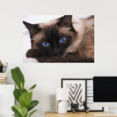 Poster Siamese Kitten Sweetie Face (Bureau à domicile)