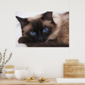 Poster Siamese Kitten Sweetie Face (Cuisine)