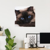 Poster Siamese Kitten Sweetie Face (Bureau à domicile)