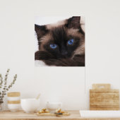 Poster Siamese Kitten Sweetie Face (Cuisine)