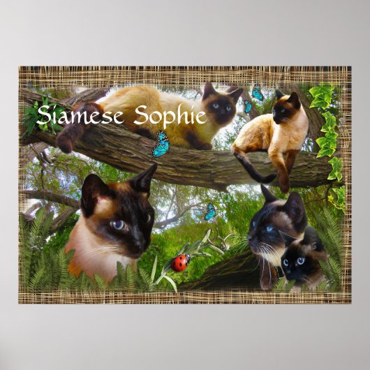 Poster Siamese (nom de votre chatte) (Devant)