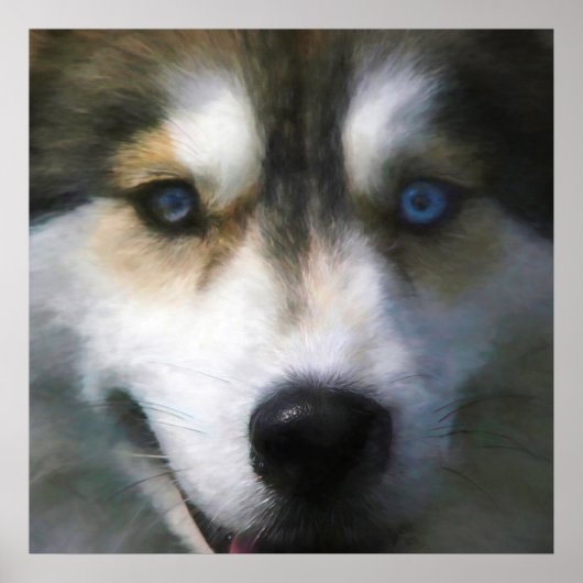 POSTER SIBERIAN HUSKY CHIEN "FAR EYES" (Devant)