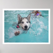 Poster Siberian Husky Swimming in Pool (Devant)