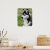 Poster Sibérie Husky 9Y570D-006 (Cuisine)