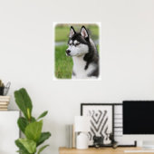 Poster Sibérie Husky 9Y570D-006 (Bureau à domicile)