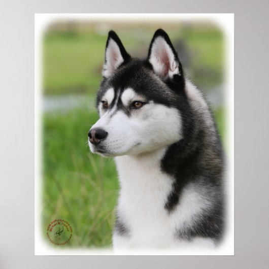 Poster Sibérie Husky 9Y570D-006 (Devant)
