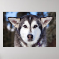 Sibérie Husky Chien Gros Plan Photographie Visage