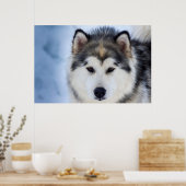 Poster Sibérie Husky Dog visage Photographie (Cuisine)
