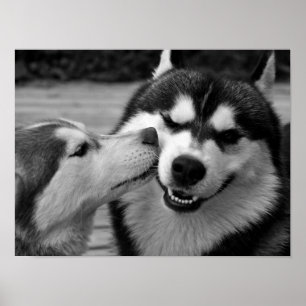 Poster Sibérie Husky Love